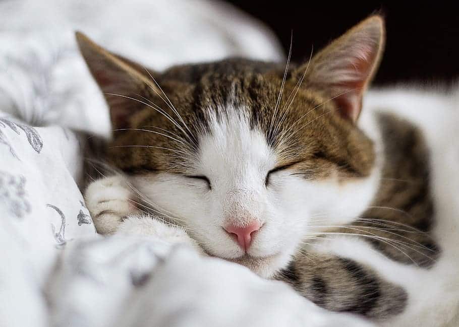spay and neuter your cats - post surgery care
