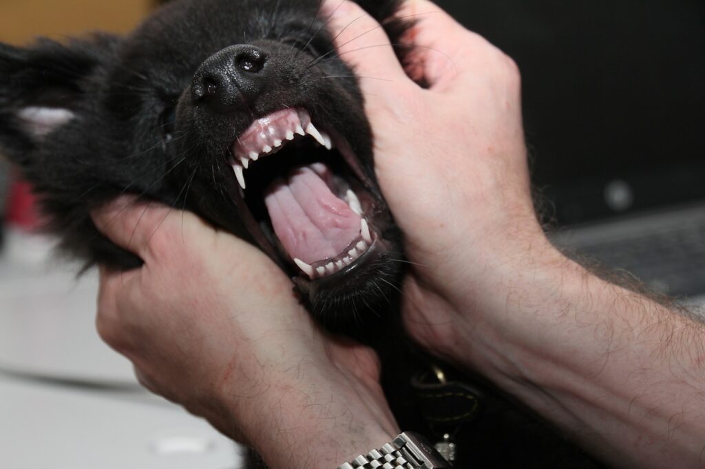 This teething puppy is having a dental check with the vet.