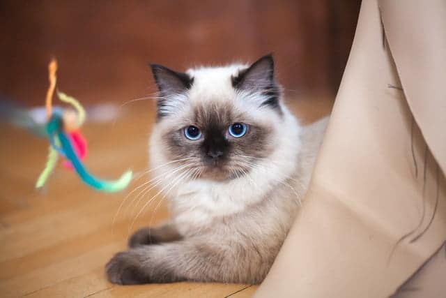 ragdoll cat looking at toy
