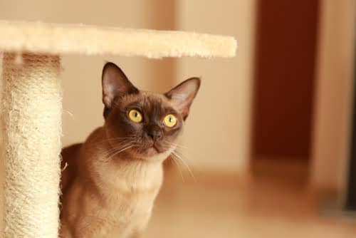 burmese sitting under scratching post
