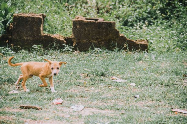 this dog was also a lost pet in fire