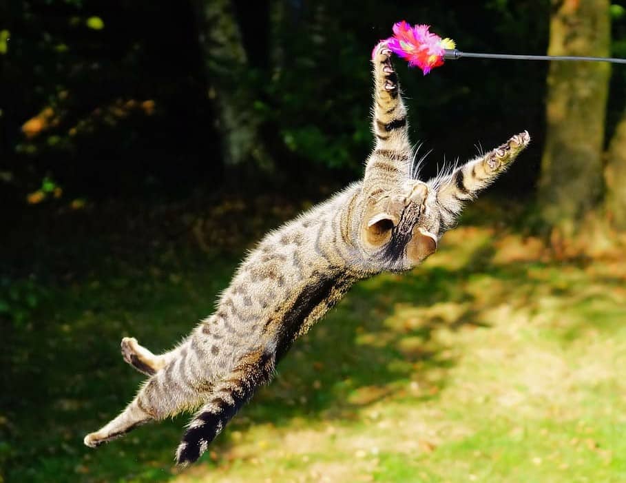 why do cats land on their feet - it's thanks to a flexible spine