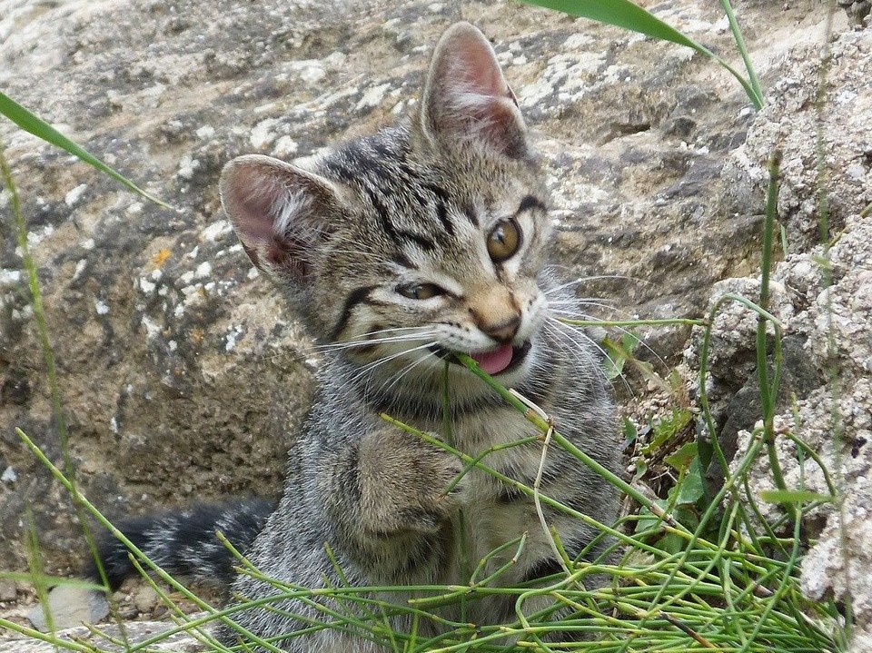 why do cats eat grass? It might relieve stress. 