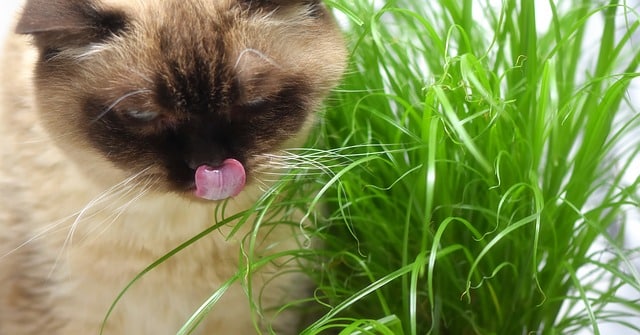 Why do cats eat grass - one reason is nutrients
