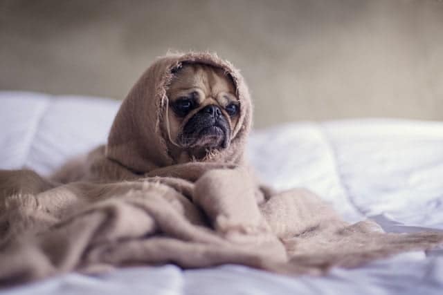 pug dog wrapped in blanket for winter instead of jacket