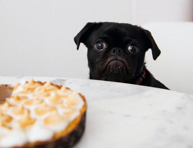 xylitol toxicity in dogs can be fatal