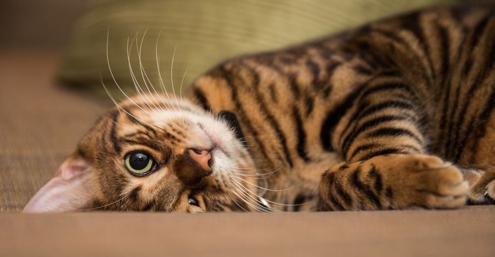 celebrate year of the tiger with your cat