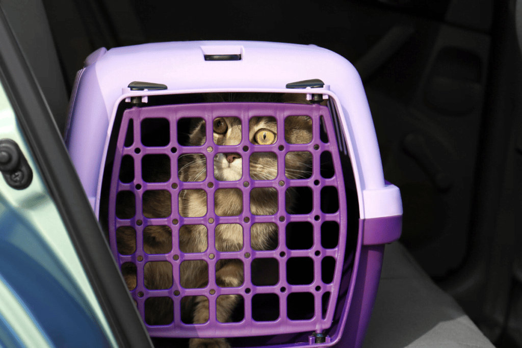 Use a crate for pet safety in cars.