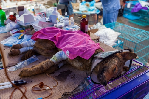 A dog rescued from the Yulin Dog Meat Festival is treated for injuries and illness