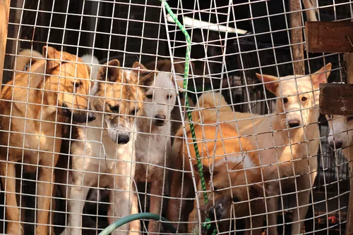 dogs are sold for the Yulin Dog Meat Festival