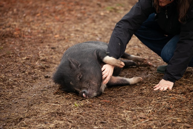 Concerns around the Yulin dog meat festival have also raised concerns about eating other animals like this pig
