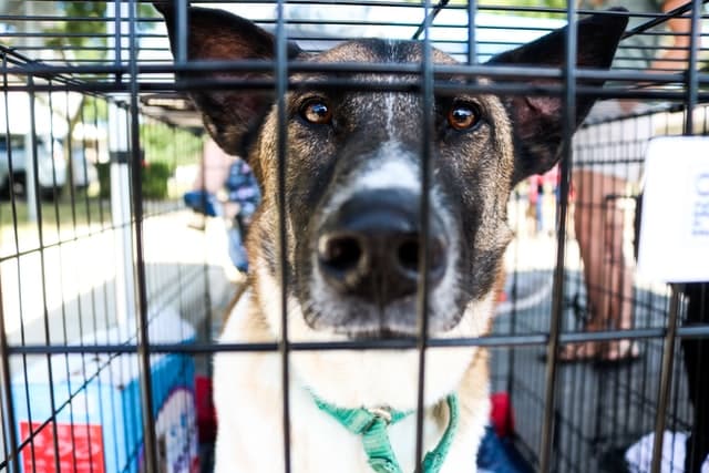 while this dog won't be sold as meat it's likely to be euthanised in a shelter