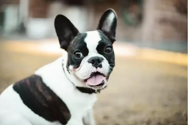 A black and white French bulldog