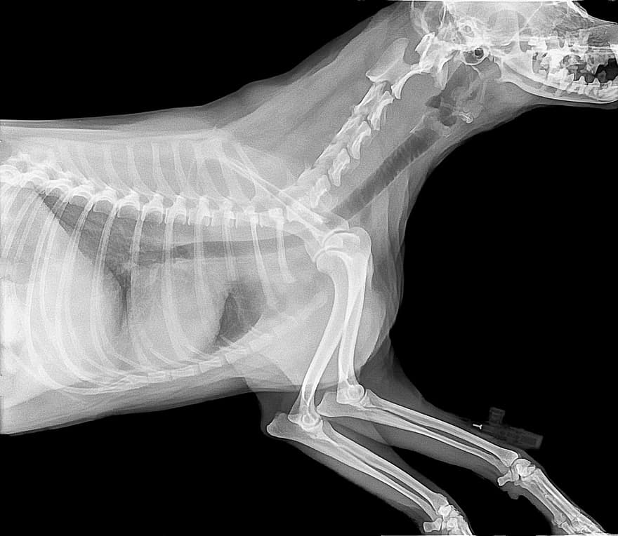 e-ray to examine for signs of arthritis in dogs