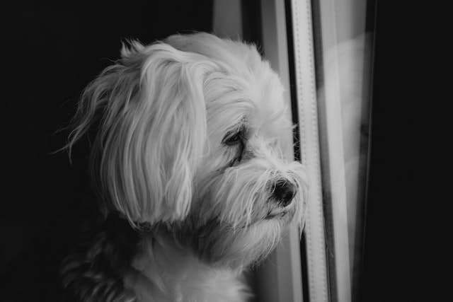 this Maltese dog looking out the window was dog vomiting from dog poisoning symptoms