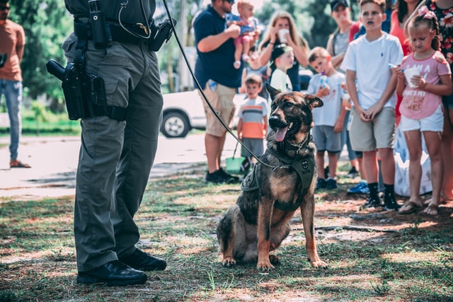 Belgian Malinois: The Skydiving Dog Breed - PD Insurance NZ