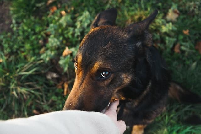 Owner pets their Belgian Malinois