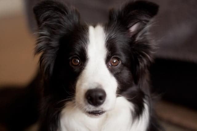 front shot of purebred border collie dog face