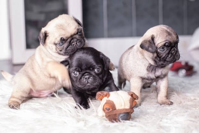 Kiwi pet parent is going to buy one of these pug puppies