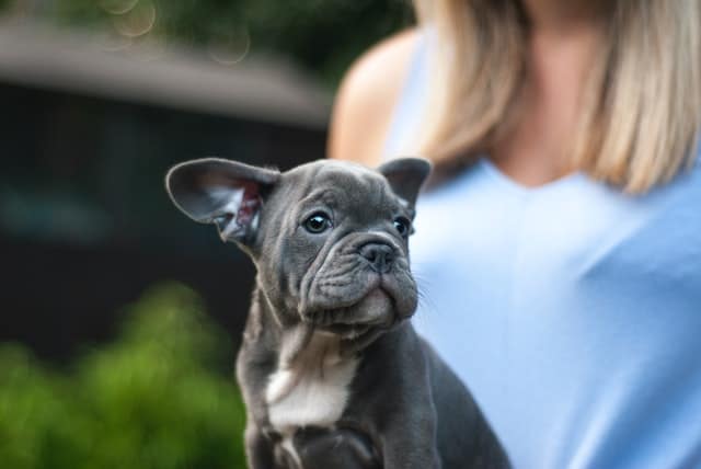 pet parent buys a puppy