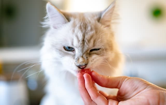 white and grey cat eats raw fish from human hand
