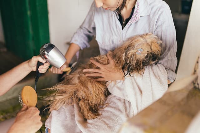 pet owner grooms a dog because a client asked 'can I shave my dog to get rid of fleas?'