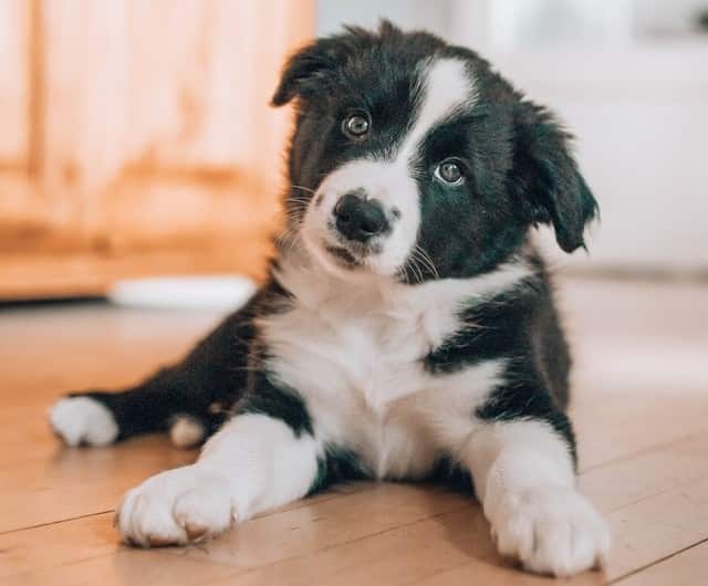 a border collie dog has a double coat that shouldn't be shaved 