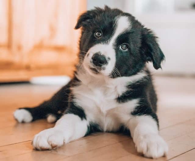 is it ok to shave a border collie