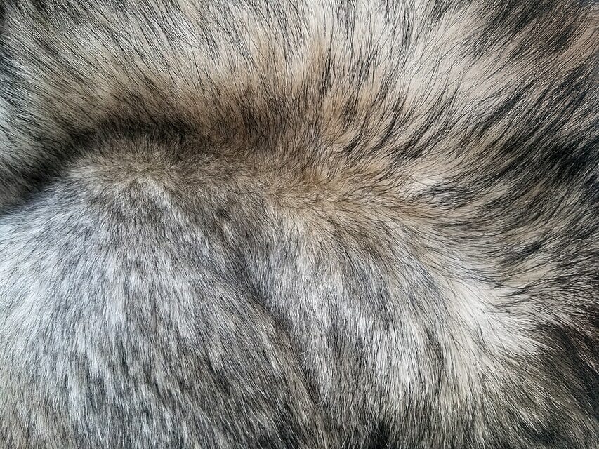 husky dog fur