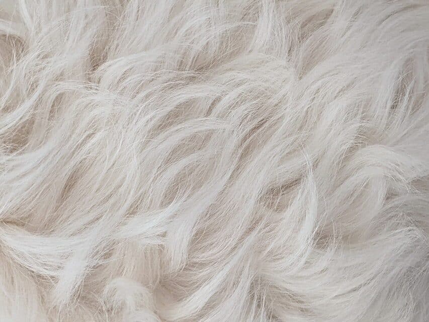 fluffy white dog fur