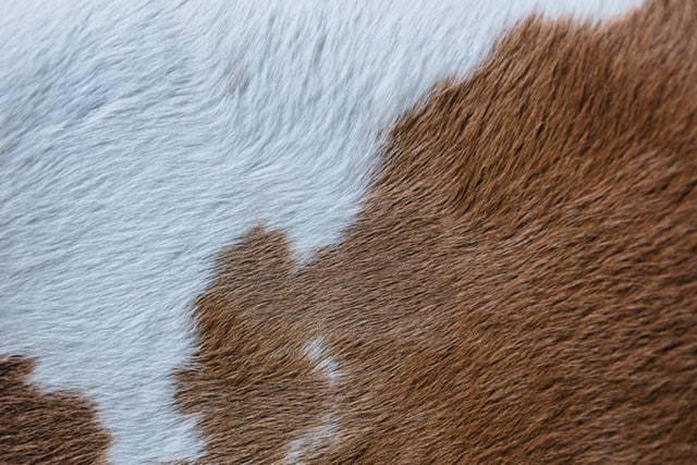 double tone dog fur
