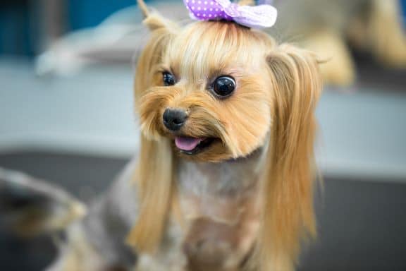 some dogs have hair not fur