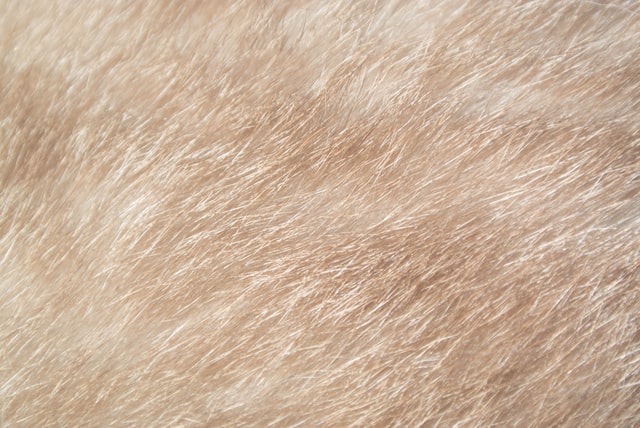 blonde pet fur