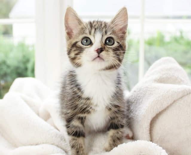 a healthy kitten benefits from comprehensive cat health care 