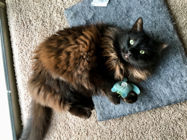 brown cat with blue toy
