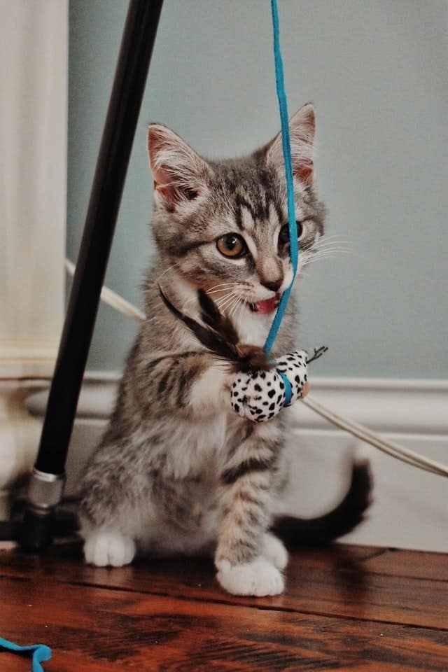 young tabby cat with wand toy