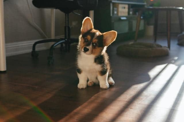 corgi puppy sitting on brown wooden floor