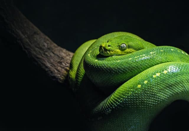 Amid the shadows, a green tree python elegantly coils around a branch, evoking the mystique of the Year of the Snake.