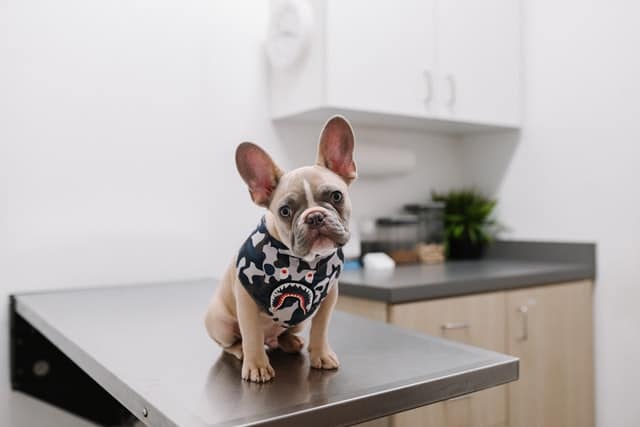 dog about to be desexed at the vet