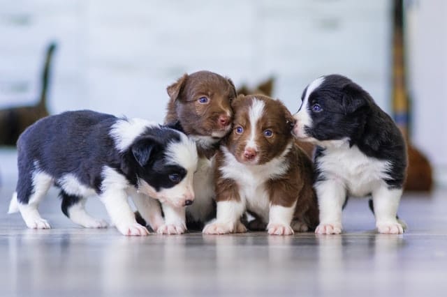 Four puppies on the floor, they will need routine pet care to stay happy and healthy