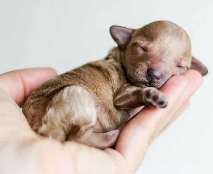 desexing a dog isn't necessary if you plan to care for litters