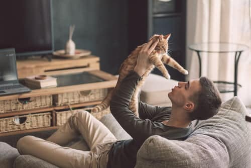 man playing with ginger pet cat on couch
