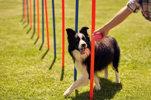 border collie dog doing agility weaving poles on grass outside