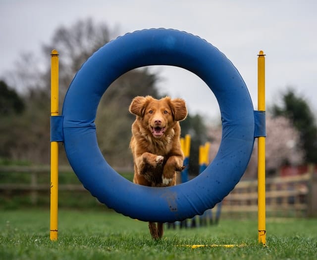 golden retriever dog in NZ jumping through agility hoop in blue 
