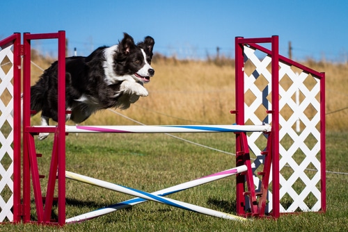 border collie jumping big red and white jump outside on agility course