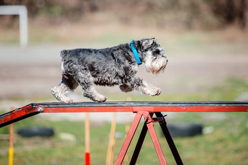 Here's how to keep schnauzer beard white