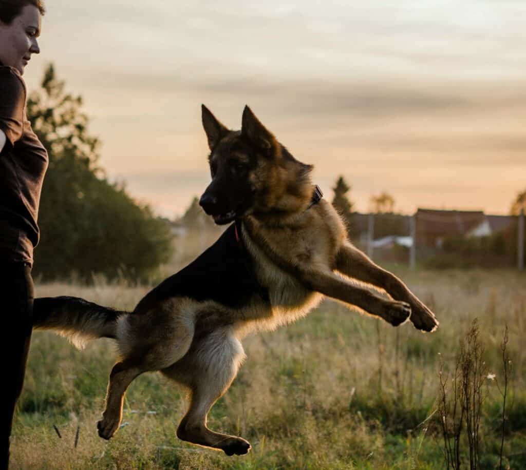 dog behaviourist corrects aggressive behaviours