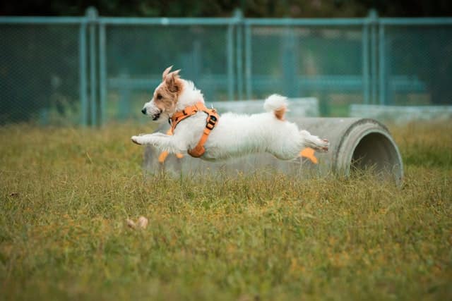 dog breed exercise requirements for terriers range 30 - 60 minutes daily
