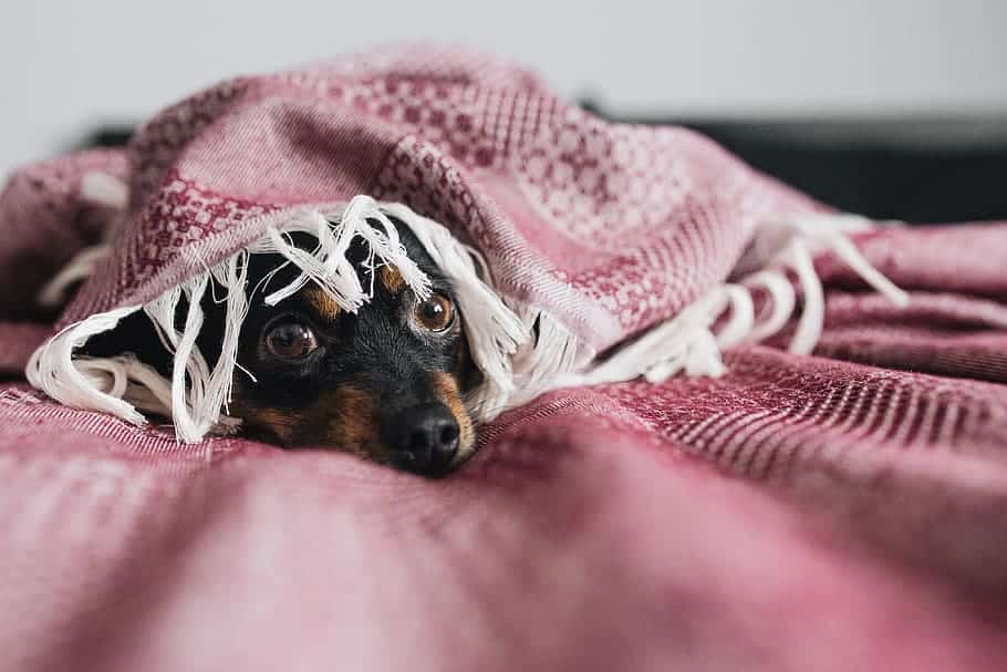 dog breed exercise requirements for this Dachshund are fairly low 