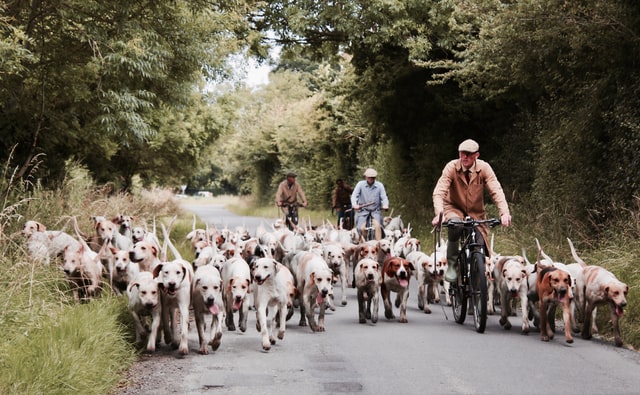 gundogs dog breed exercise requirements are relatively high